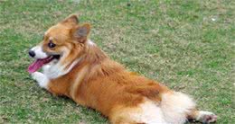 柯基犬真的要断尾吗？但确实有这5个好处