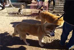秋田犬品相不佳，商贩逛了很久也没有买主来问！