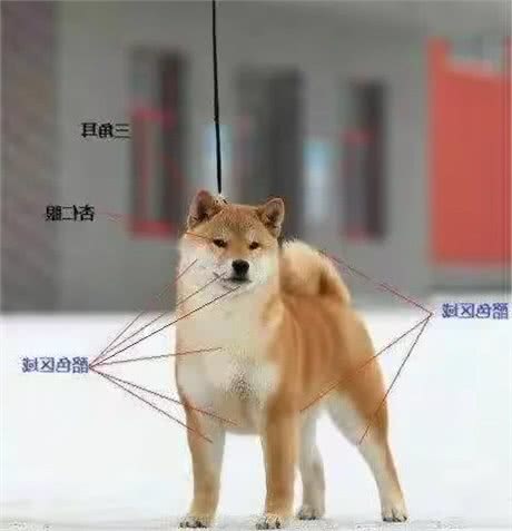 柴犬（日本犬）的起源历史
