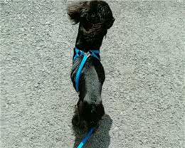 一只命运多舛的可卡犬生活自述（二）找到了长期饭票