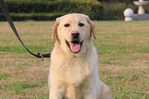 Top10最受欢迎狗狗排行榜！你家萌犬上榜了吗？它才是第一名