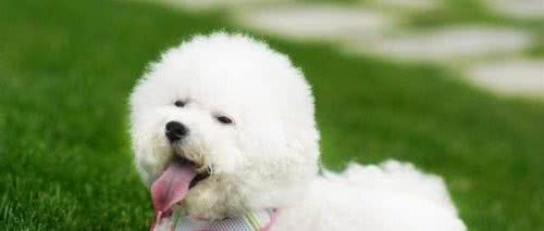 Top10最受欢迎狗狗排行榜！你家萌犬上榜了吗？它才是第一名