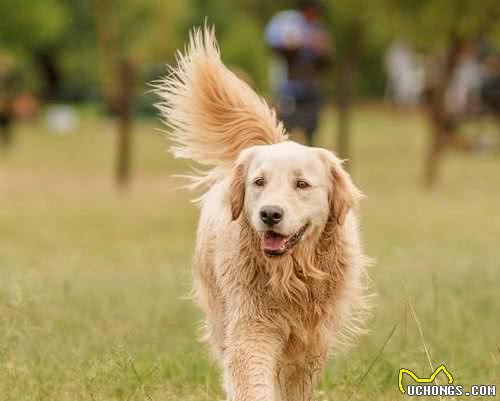 Top10最受欢迎狗狗排行榜！你家萌犬上榜了吗？它才是第一名