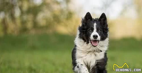 Top10最受欢迎狗狗排行榜！你家萌犬上榜了吗？它才是第一名
