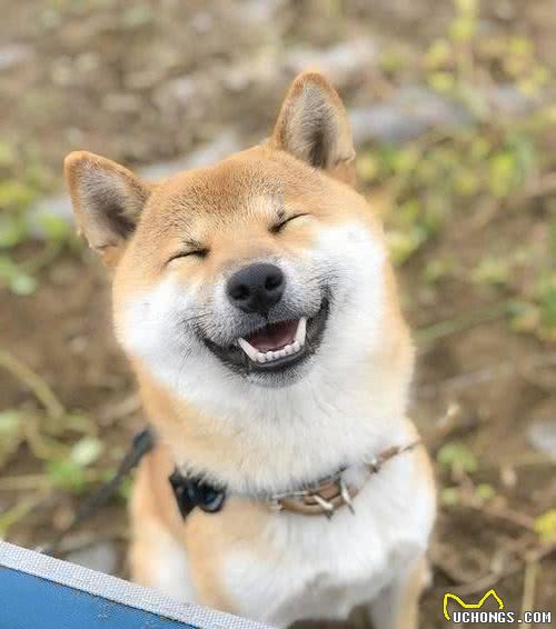 Top10最受欢迎狗狗排行榜！你家萌犬上榜了吗？它才是第一名