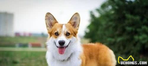Top10最受欢迎狗狗排行榜！你家萌犬上榜了吗？它才是第一名