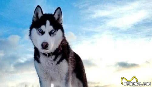 Top10最受欢迎狗狗排行榜！你家萌犬上榜了吗？它才是第一名