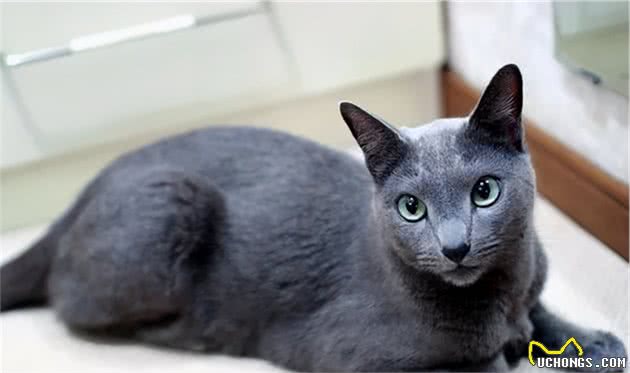 天使脸蛋，宛若精灵！俄罗斯蓝猫：战斗民族也有萌哒哒的小可爱