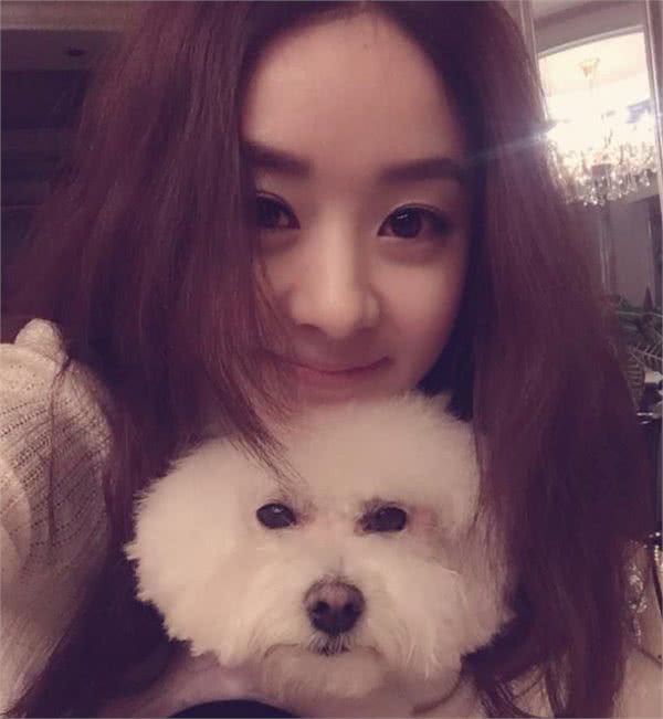 这些受欢迎的中小型犬，有没有你喜欢的