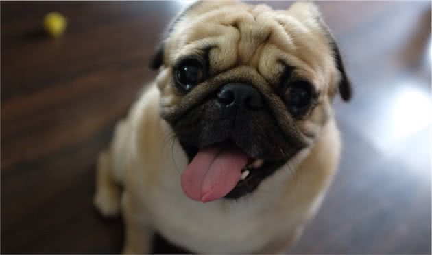 这些受欢迎的中小型犬，有没有你喜欢的