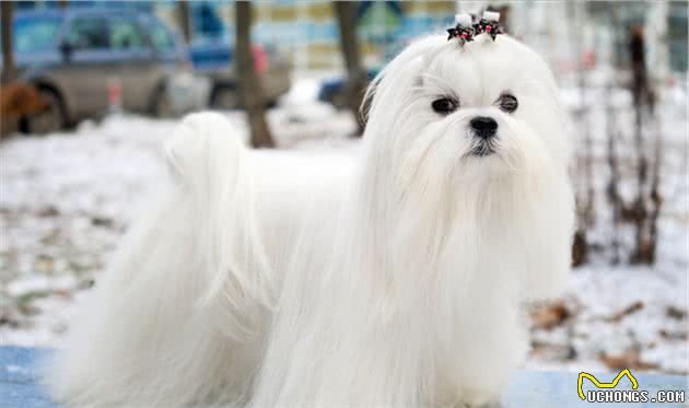 这些受欢迎的中小型犬，有没有你喜欢的
