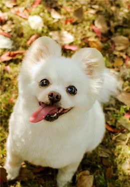 这些行为习惯，你家狗狗都有，说明你的“教育”很成功