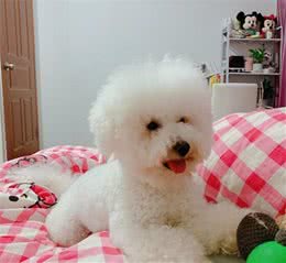 狗狗的下面几种行为让人类无法接受，其实只是正常生理表现