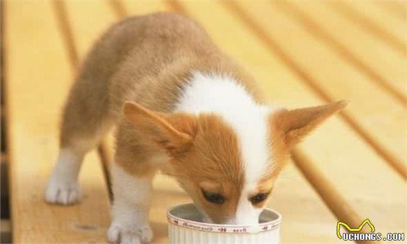 狗狗的7种本能了解吗？掌握它，狗狗的训练就会有的放矢