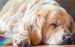 谁说犬传染性肝炎会传染人？理性对待肝脏疾病，切勿谈肝色变