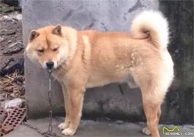 土狗那么忠诚，别再瞧不起土狗了