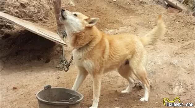土狗那么忠诚，别再瞧不起土狗了