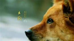 土狗那么忠诚，别再瞧不起土狗了