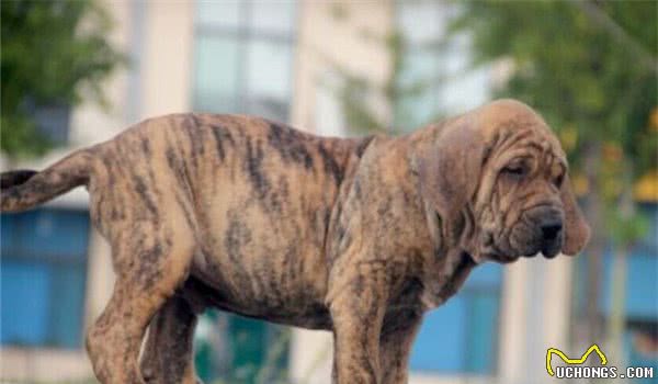 地球上10大恶犬，土佐犬和高加索犬领衔，你看过几种？