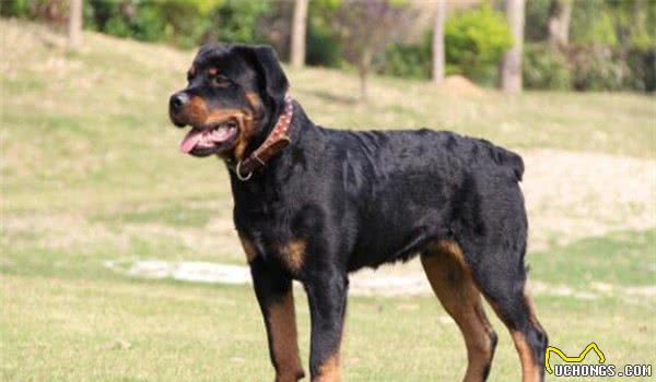 地球上10大恶犬，土佐犬和高加索犬领衔，你看过几种？