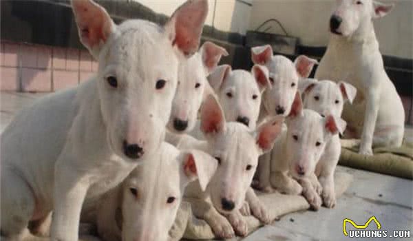 地球上10大恶犬，土佐犬和高加索犬领衔，你看过几种？