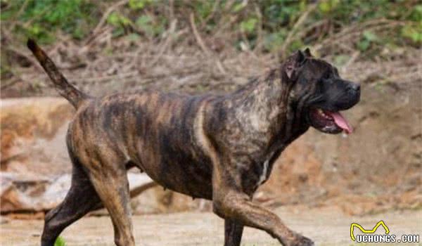 地球上10大恶犬，土佐犬和高加索犬领衔，你看过几种？