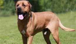 地球上10大恶犬，土佐犬和高加索犬领衔，你看过几种？