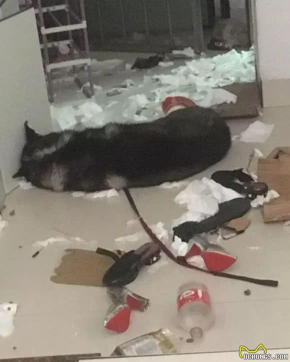 二哈：西伯利亚雪橇狼犬
