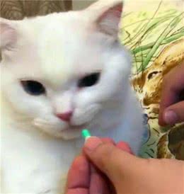养猫家庭中可以常备什么药？这7种药品你应该要有