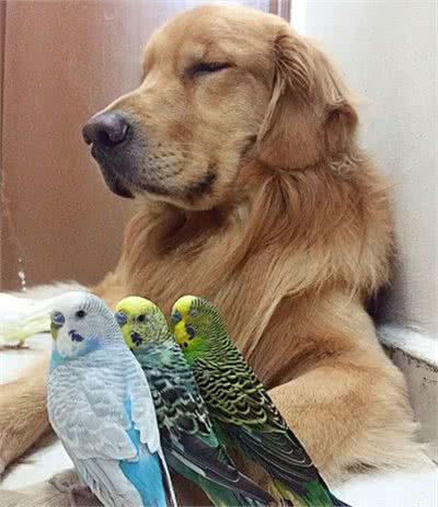 这八大优秀的伴侣犬，你有一只吗？