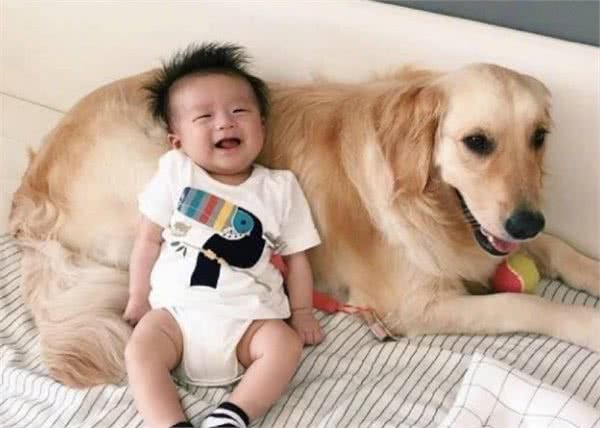 这八大优秀的伴侣犬，你有一只吗？