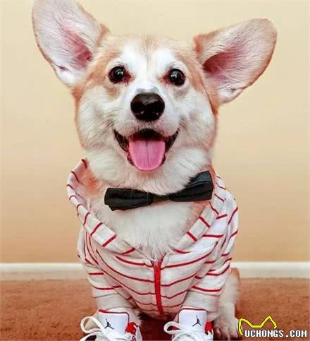 这八大优秀的伴侣犬，你有一只吗？