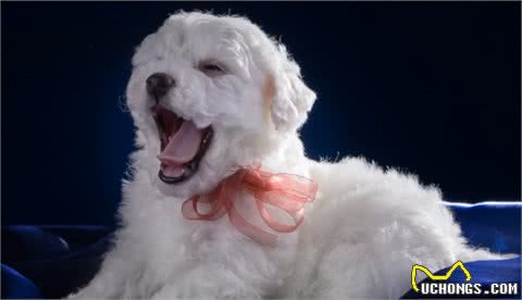这八大优秀的伴侣犬，你有一只吗？