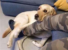 “占有欲”很强的狗狗，才有这些表现