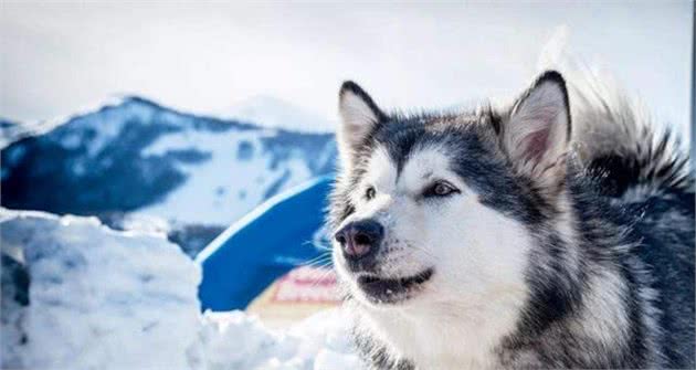 十大狼狗品种排名狼犬品种哪个最厉害