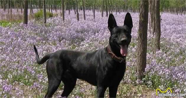 十大狼狗品种排名狼犬品种哪个最厉害
