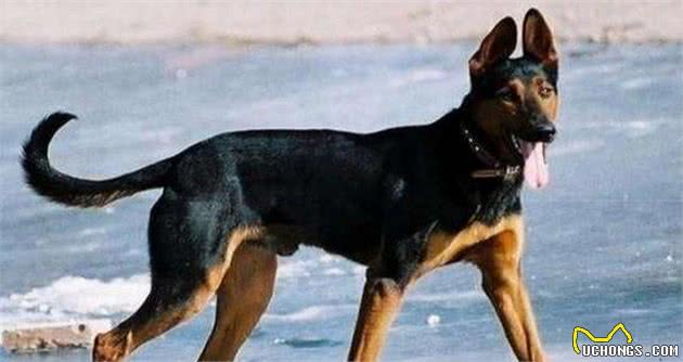 十大狼狗品种排名狼犬品种哪个最厉害