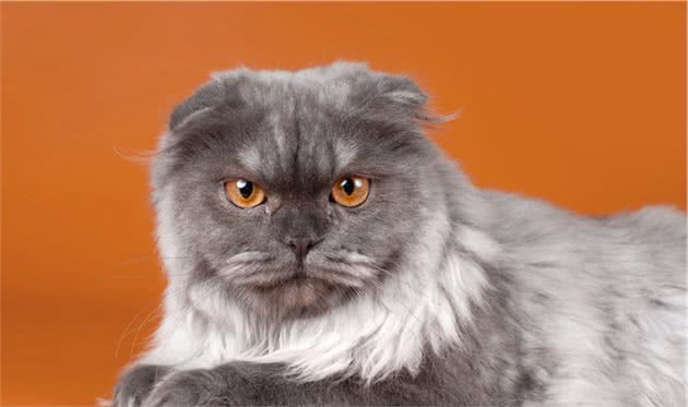 盘点全球八大昂贵猫咪排行榜！