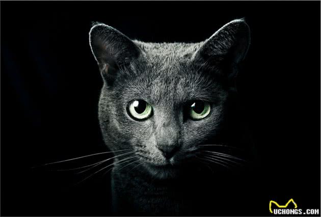 盘点全球八大昂贵猫咪排行榜！