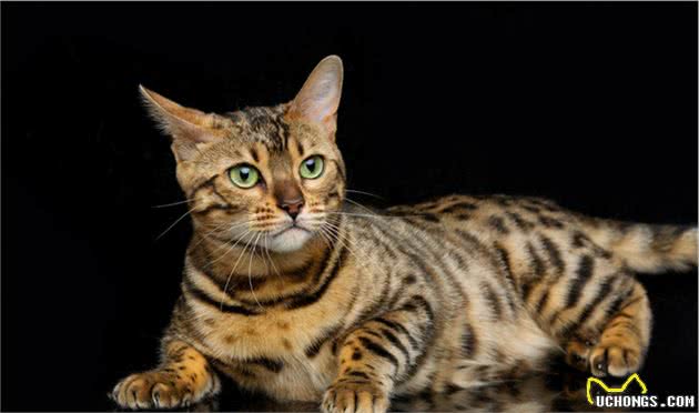 盘点全球八大昂贵猫咪排行榜！