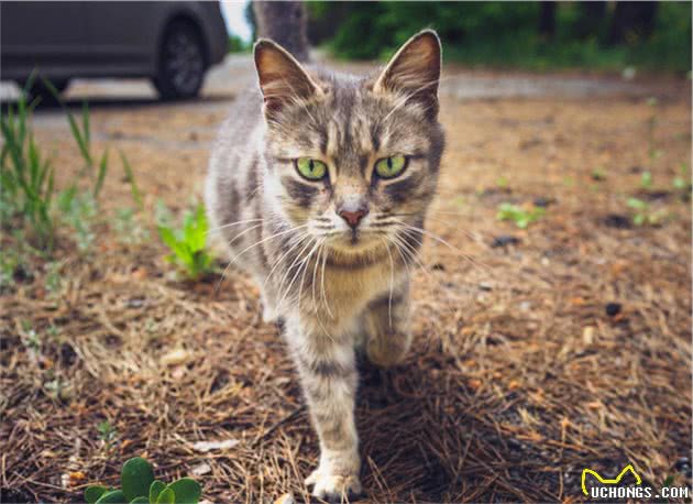 盘点全球八大昂贵猫咪排行榜！