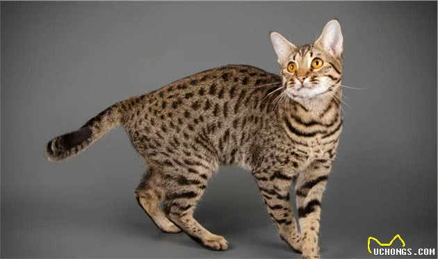 盘点全球八大昂贵猫咪排行榜！