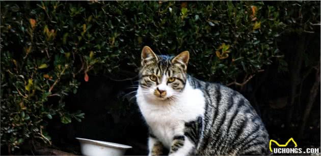 盘点全球八大昂贵猫咪排行榜！