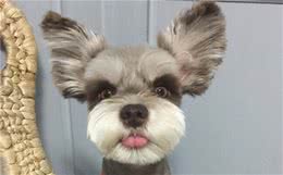 雪纳瑞犬欢迎主人的方式，哪一种戳中你的心？