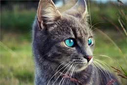 猫猫的眼睛，到底有多少种颜色？