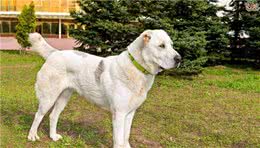 犬瘟热家庭护理，可借鉴