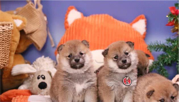 家养柴犬什么价位？赛级柴犬和宠物级柴犬的区别是啥？