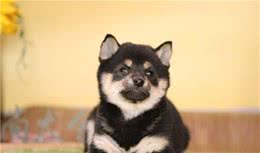 家养柴犬什么价位？赛级柴犬和宠物级柴犬的区别是啥？