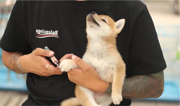 家里母柴犬生小柴该怎么接生？有什么注意事项？