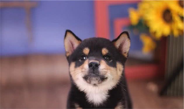 家里母柴犬生小柴该怎么接生？有什么注意事项？